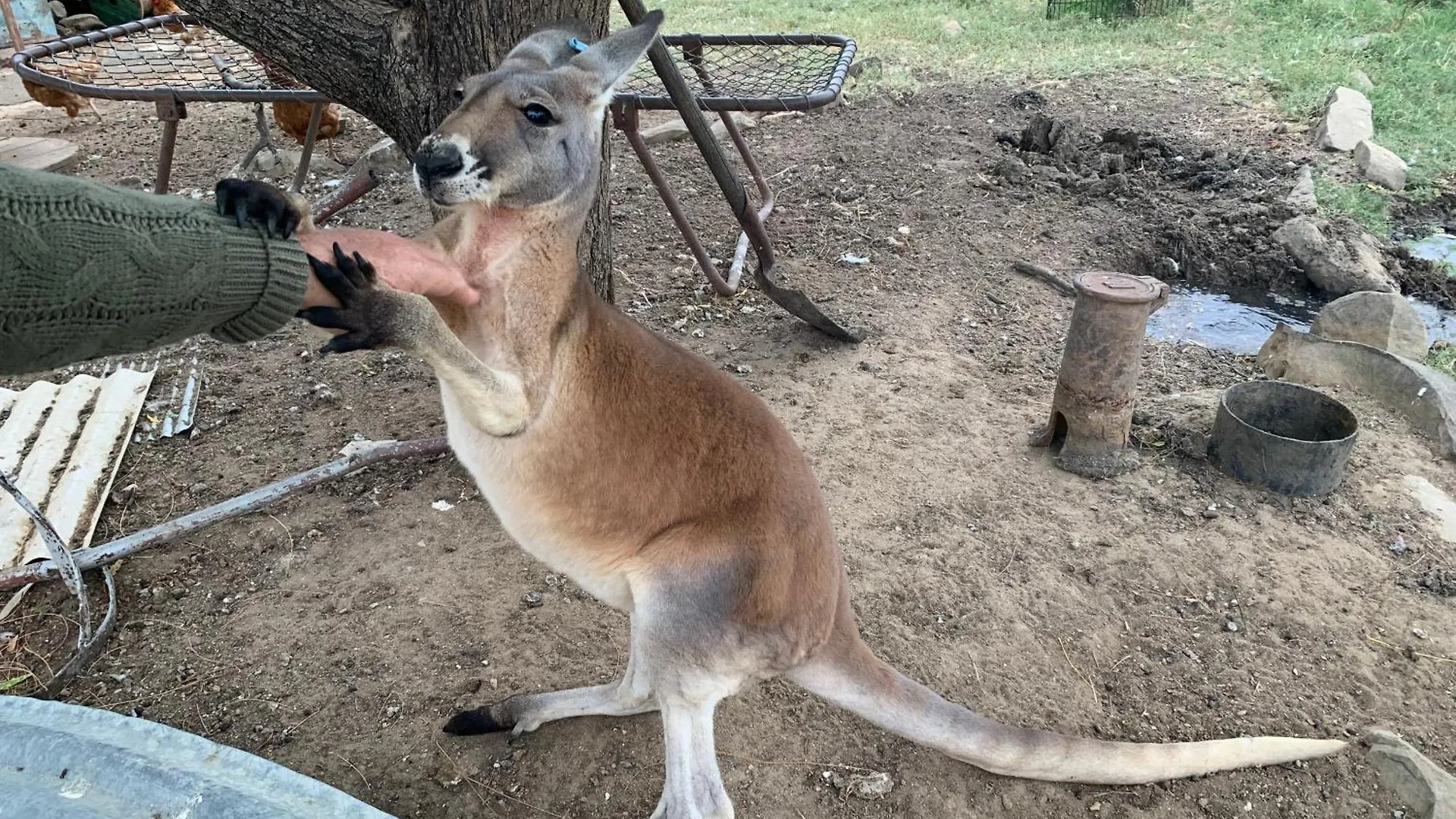 Corella Creek Country Farm Stay Nelia