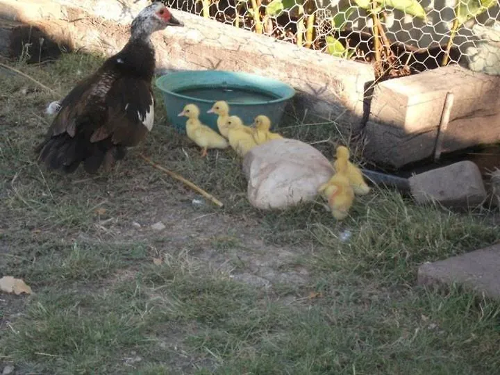 Corella Creek Country Farm Stay Nelia Bed and breakfast